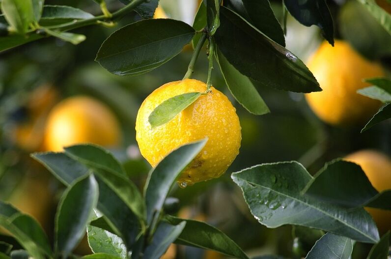 Lemon to increase efficiency