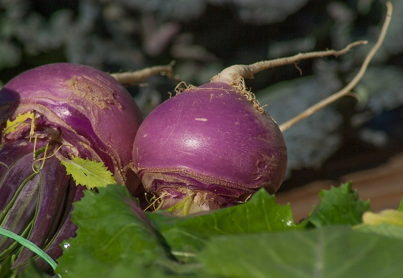 White beet for efficiency